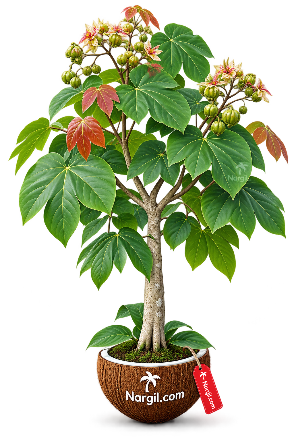 Nargil_Firmiana simplex